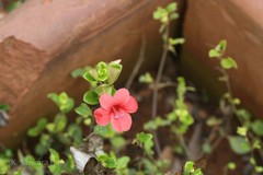 Barleria repens